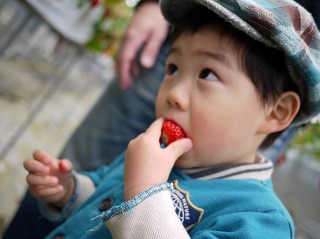 いちご食べる