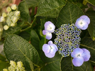 開花