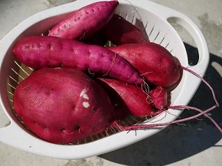 芋掘り 成果