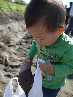 芋掘り ないない