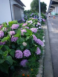 あじさいロード