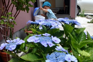 紫陽花と