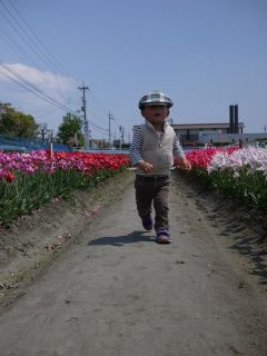 チューリップ畑で走るはしる