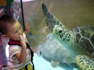 カメさんとタッチ1