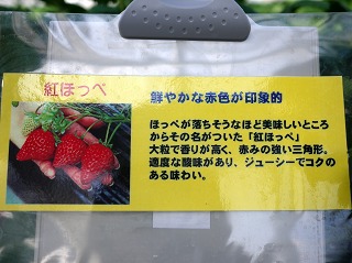 紅ほっぺ