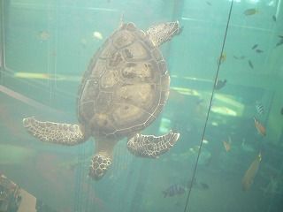 博多港のカメ