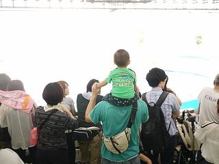 イルカショー