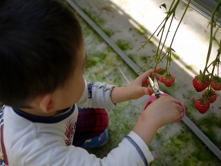 収穫