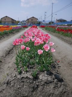 チューリップいっぱい