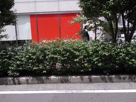 ニシキギ