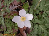 イチリンソウ2