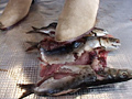 魚を踏み潰しをする女性