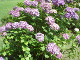 DSC02038