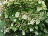 DSC02044