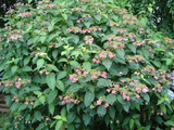 DSC02023