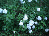 DSC02024