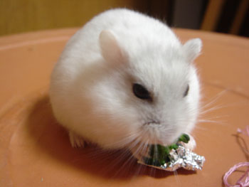 花束食べる
