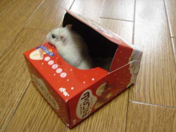 きのこ家
