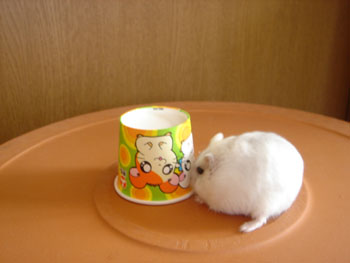 納豆んしょ