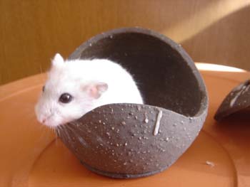 お香いれからラピ2