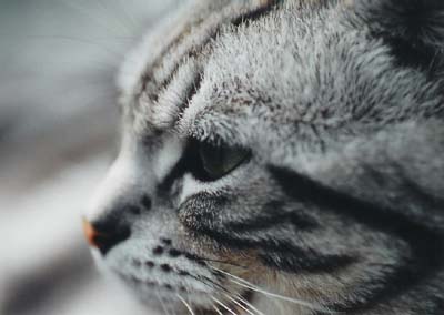 ねこ1