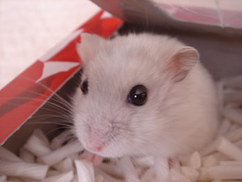 ひょっこり