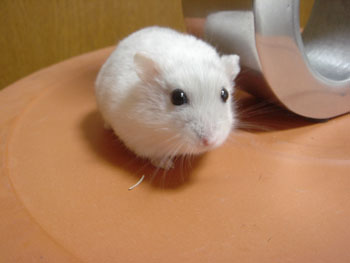 しっかり
