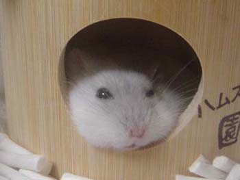 ラピ