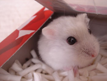 あたまひょっこり