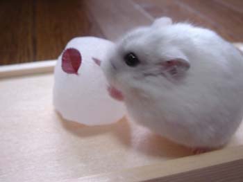 雪うさぎとラピ