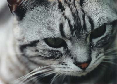ねこ