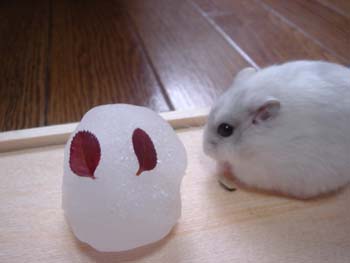 雪うさぎとラピ3