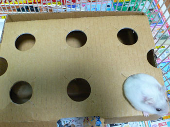 いや