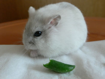 ごちそうさま