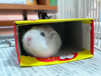 かくれんぼ