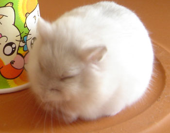 ラピの口