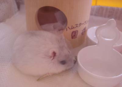 にぼしを食べる