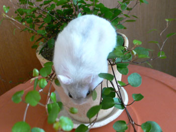 探し物