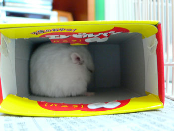 かくれんぼ