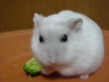 花束食べるラピ