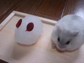 雪うさぎとラピ2