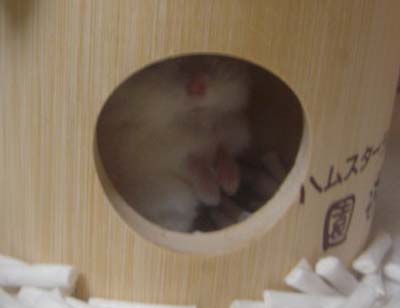 うらめしや