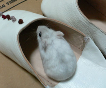 合格です