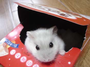 きのこ家2
