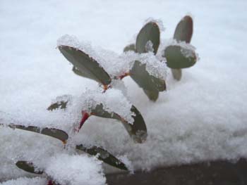 雪
