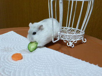 ごはん