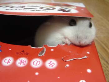きのこ家3