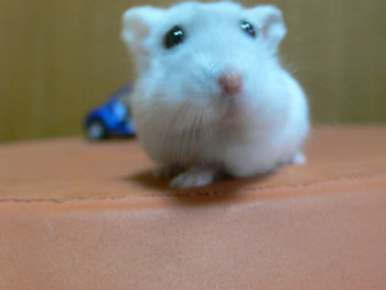 らぴ