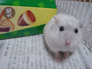 はじめは