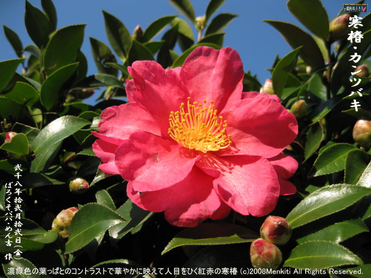12/12(金)濃緑色の葉っぱとのコントラストで華やかに映えて人目をひく紅赤の寒椿(カンツバキ・寒つばき・獅子頭・シシガシラ)@キャツピ&めん吉の【ぼろくそパパの独り言】
▼クリックで1280x960pxlsに拡大します。